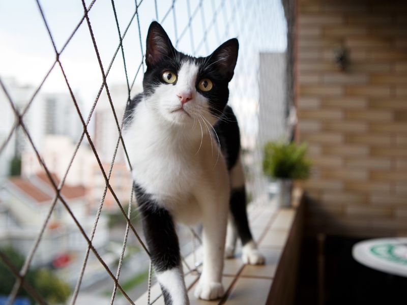 Telas de Segurança para Apartamentos em Pelotas Telas de Segurança para Apartamentos em Pelotas